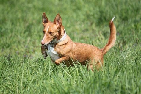 venta podencos|Perros de caza podenco